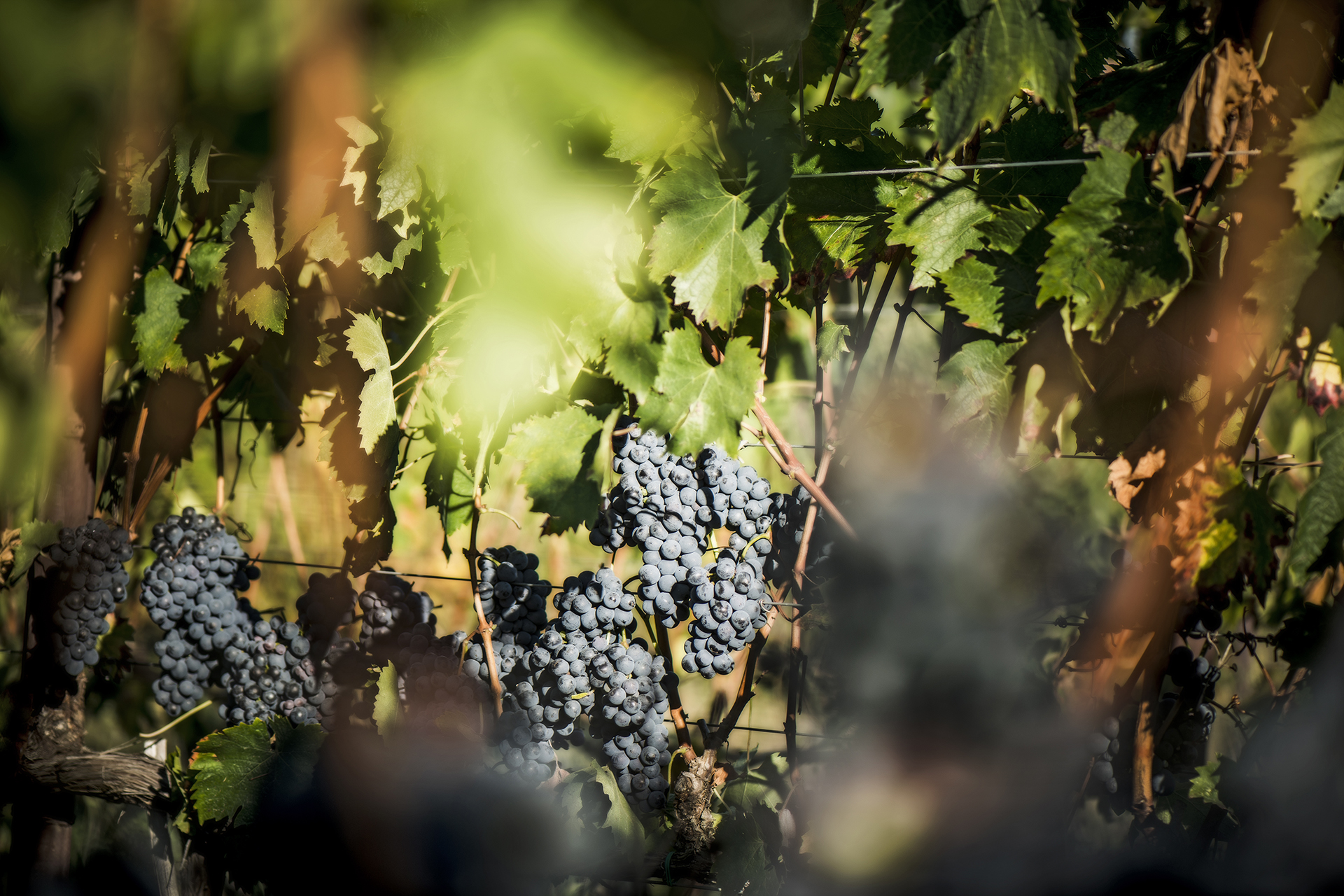 Sangiovese van San Felice wachtend op de pluk