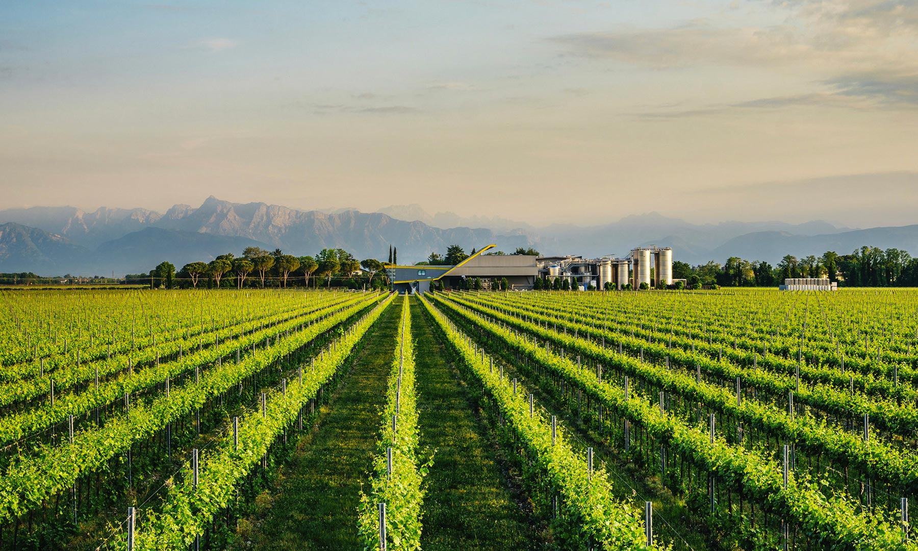 wijngaarden voor witte wijn van Forchir uit Friuli Venezia Giulia