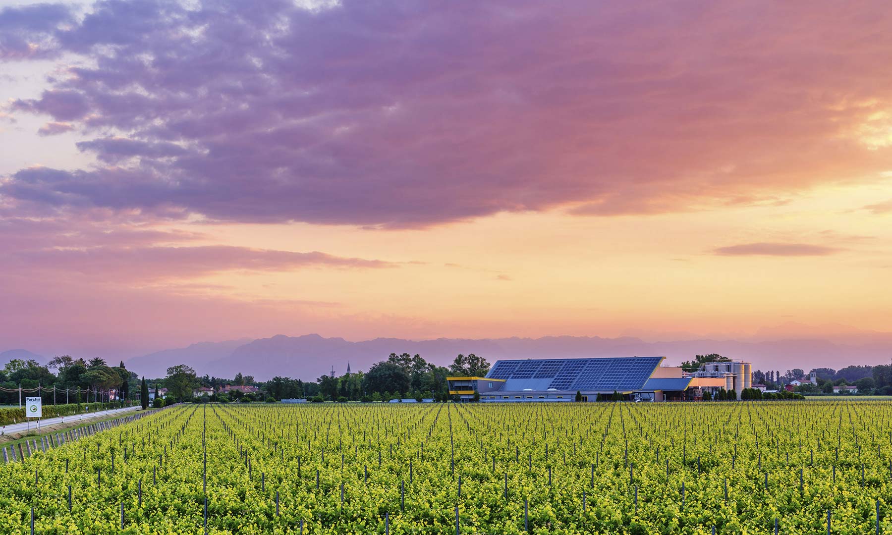 Wijngaarden rond het Gardameer bij zonsondergang