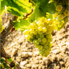 Grillo druiven voor Duca di Salaparuta in Casteldaccia, Sicilië