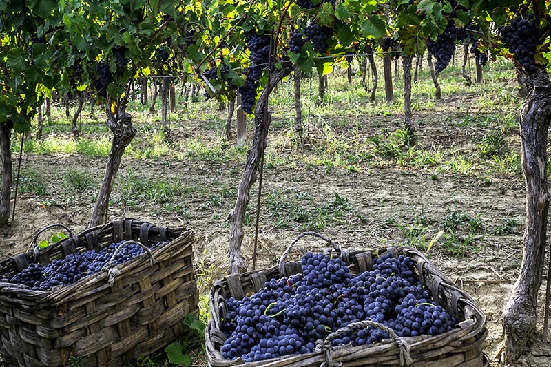 manden met Barbera druiven na de oogst