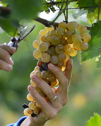 Ciu Ciu wijnen. druiven voor de wijnen uit de Marken