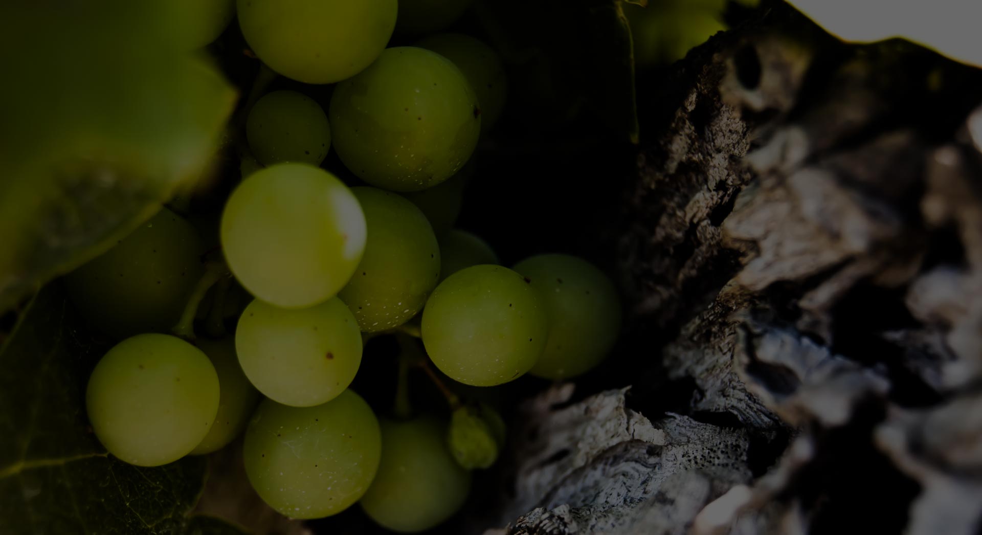 pecorino druiven van Velenosi in de marken