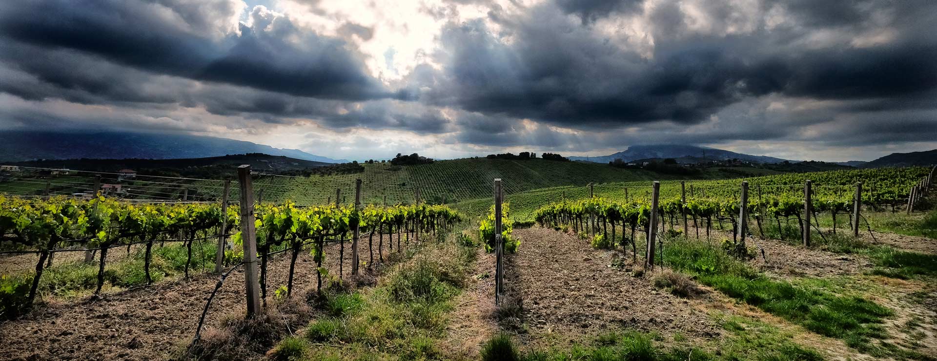 Velenosi wijngaarden in de Marken