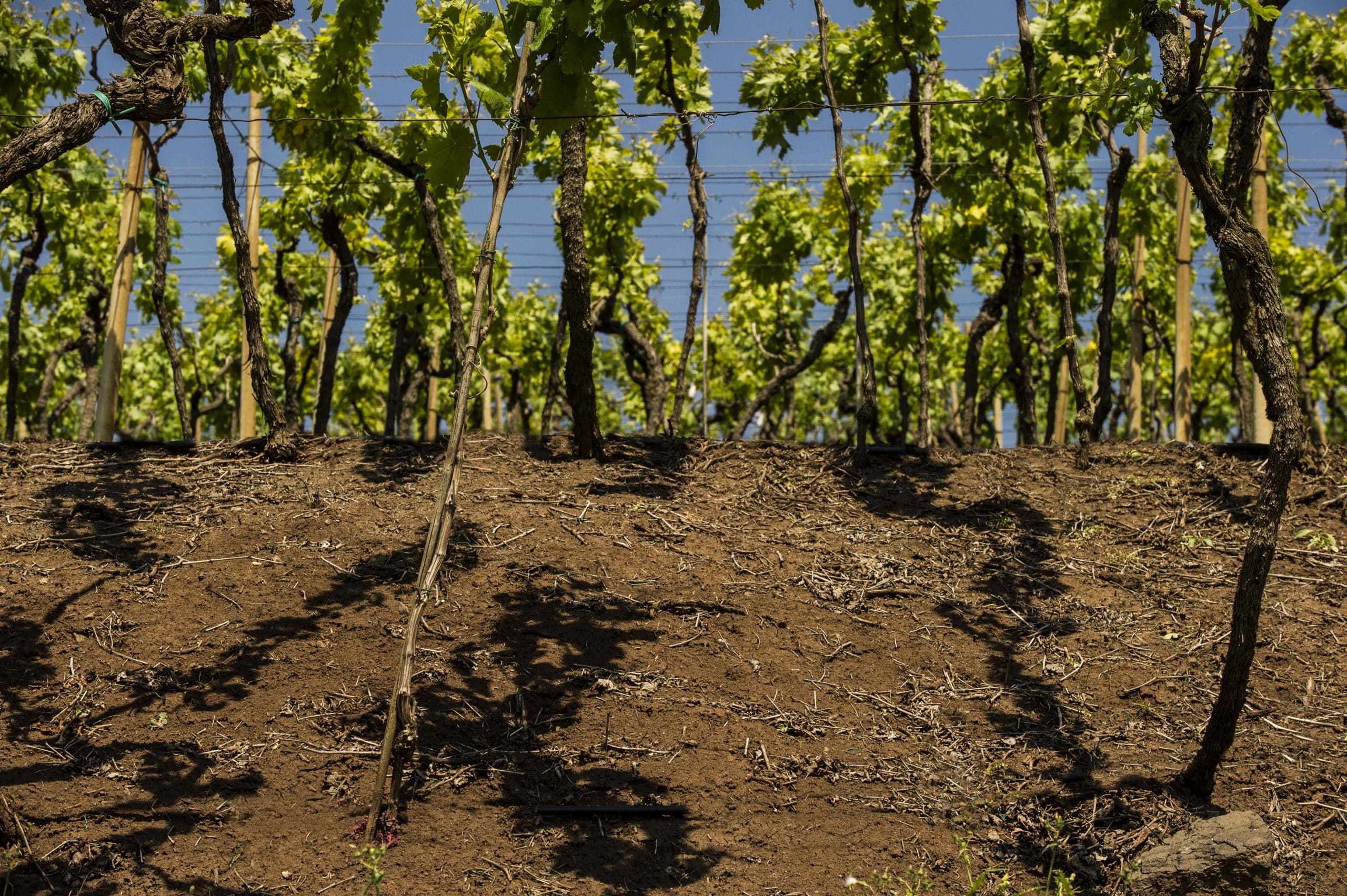 Wijngaard van Cantina di Soave in het ochtendlicht