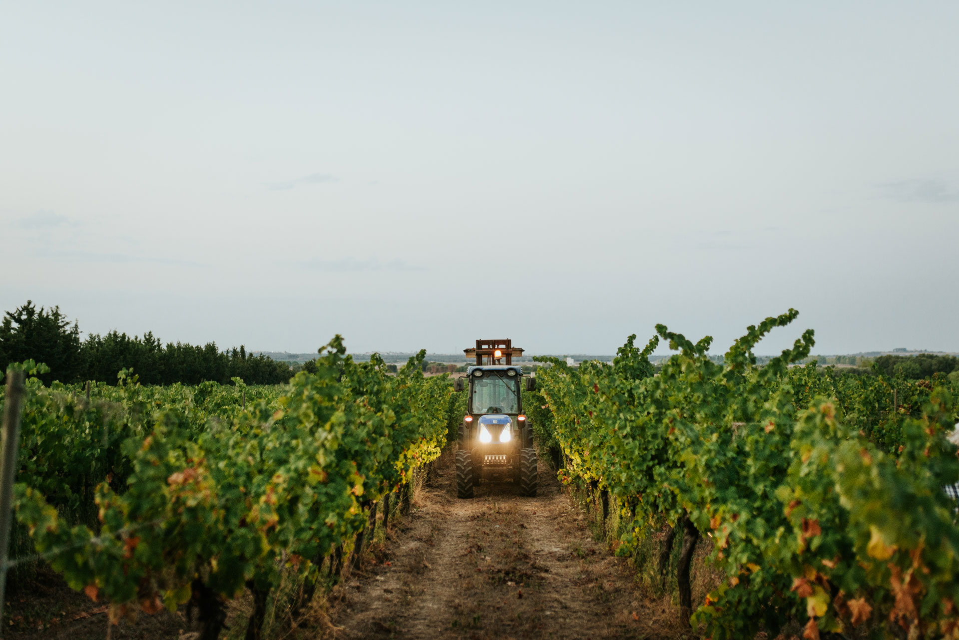 Masseria Pietrosa - klaar voor de oogst