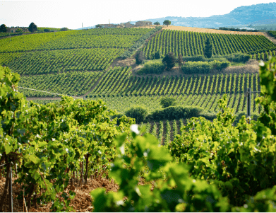 wijngaarden van Duca di Salaparuta