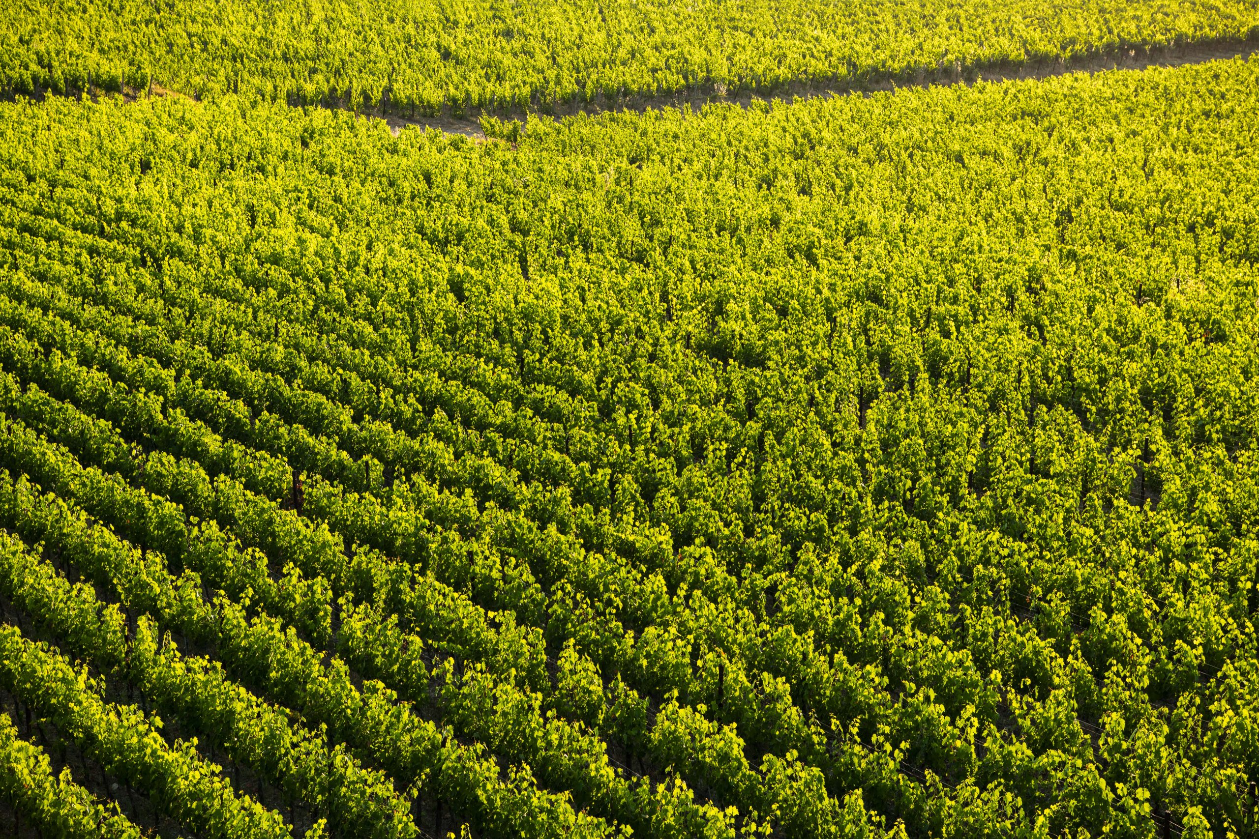 wijngaarden van San Felice voor Sangiovese wijnen