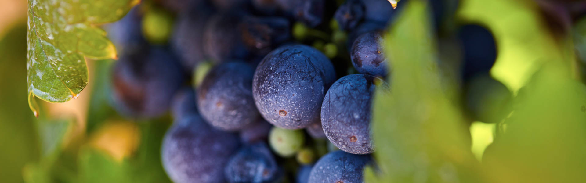 San Marzano druiven uit Puglia