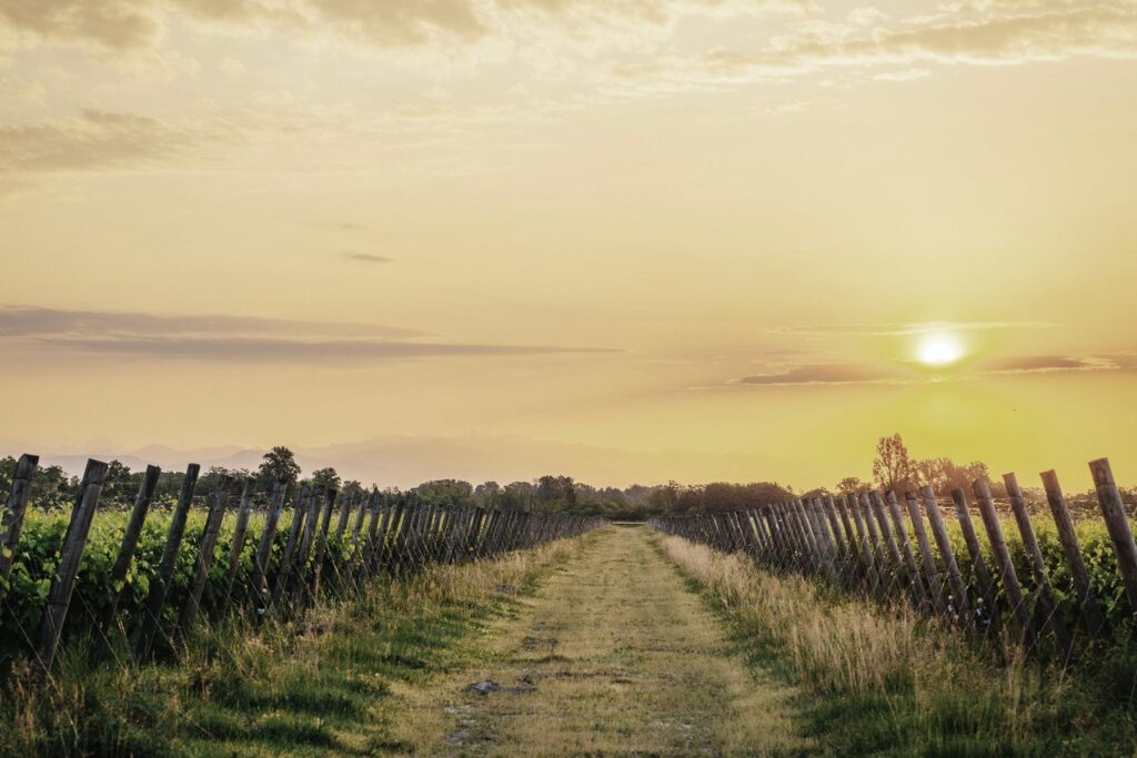 avondzon over wijngaardenn van Forchir uit Friuli Venezia Giulia