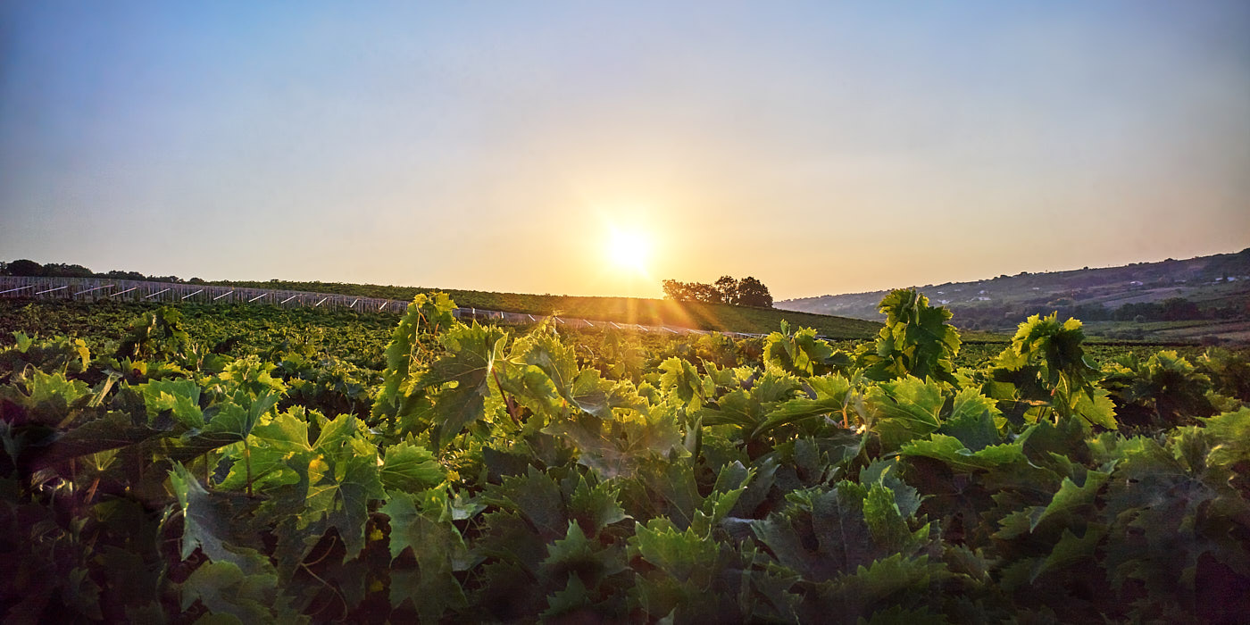 wijngaarden Terra d'Aligi in de ochtenzon