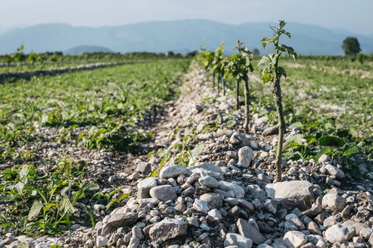 Terroir van Forchir uit Friuli Venezia Giulia