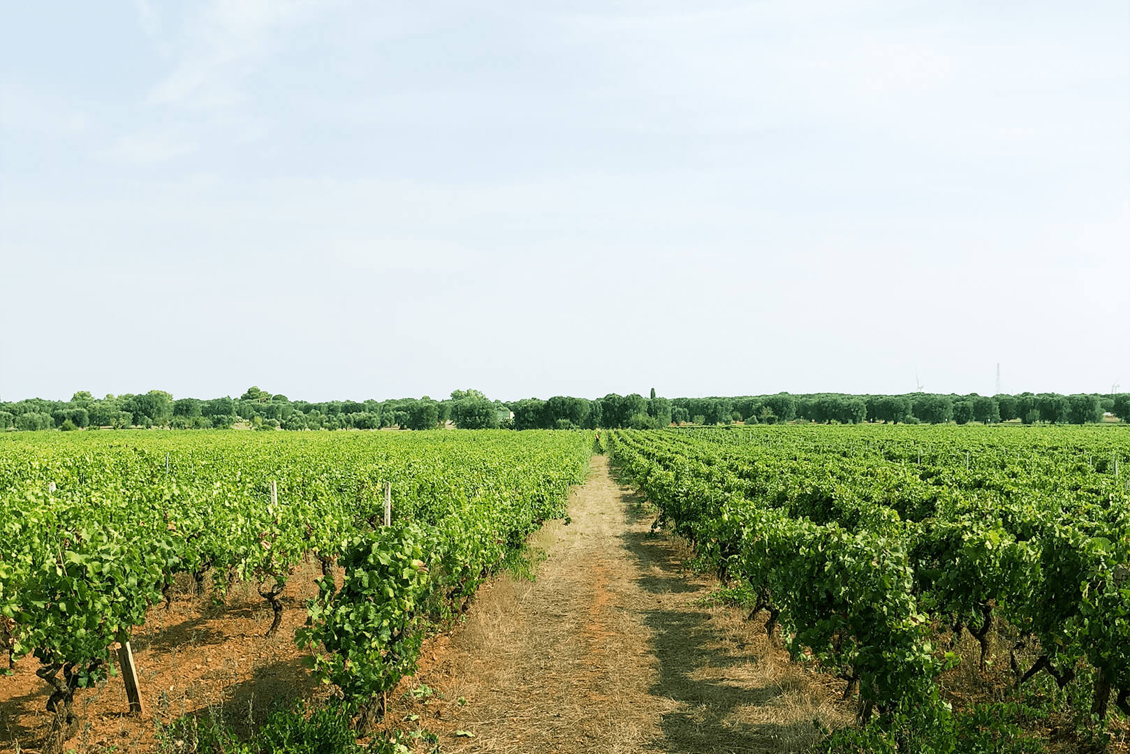 Terroir van Masseria Pietrosa