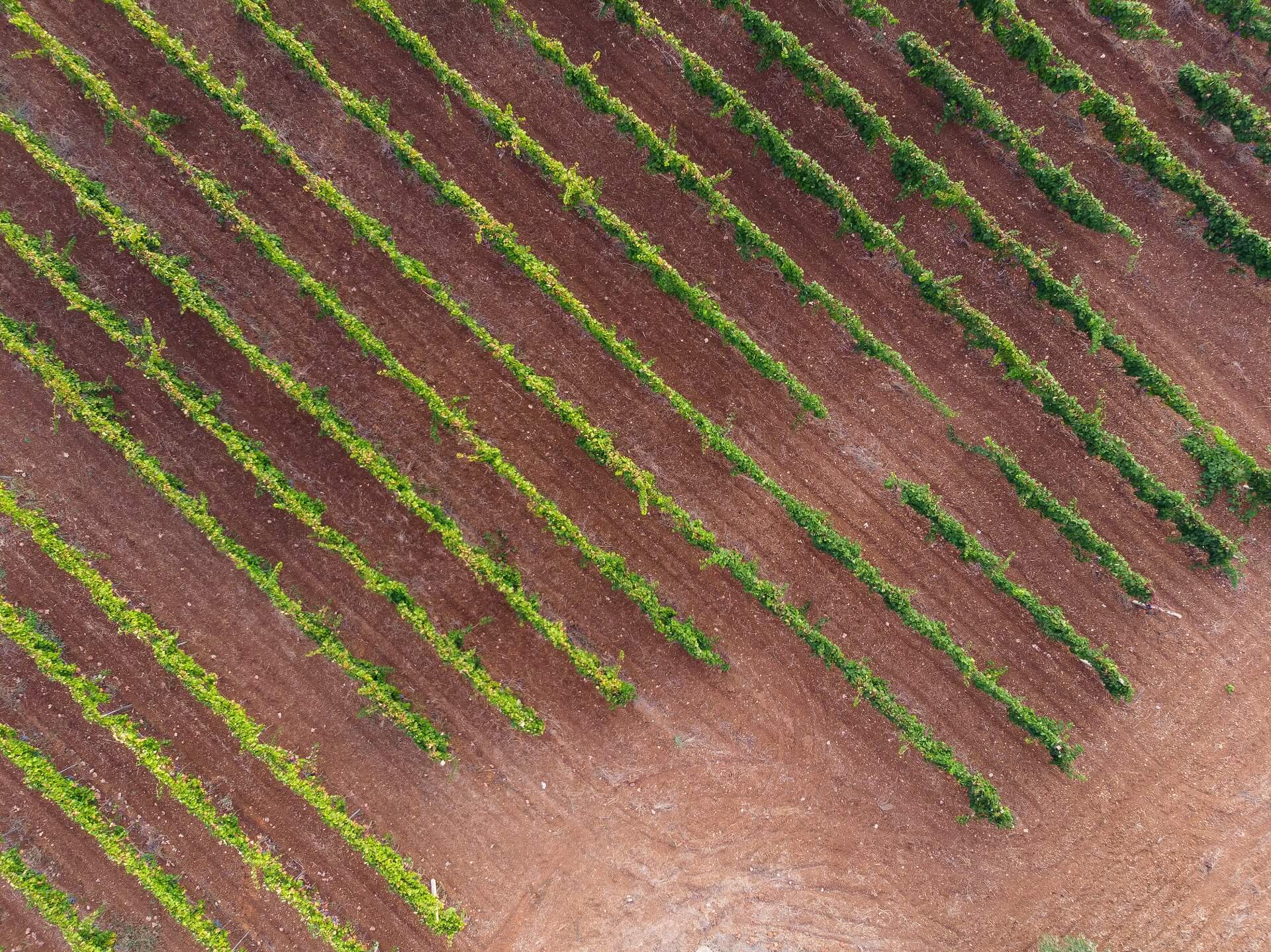 wijnranken van Pietrosa in Puglia