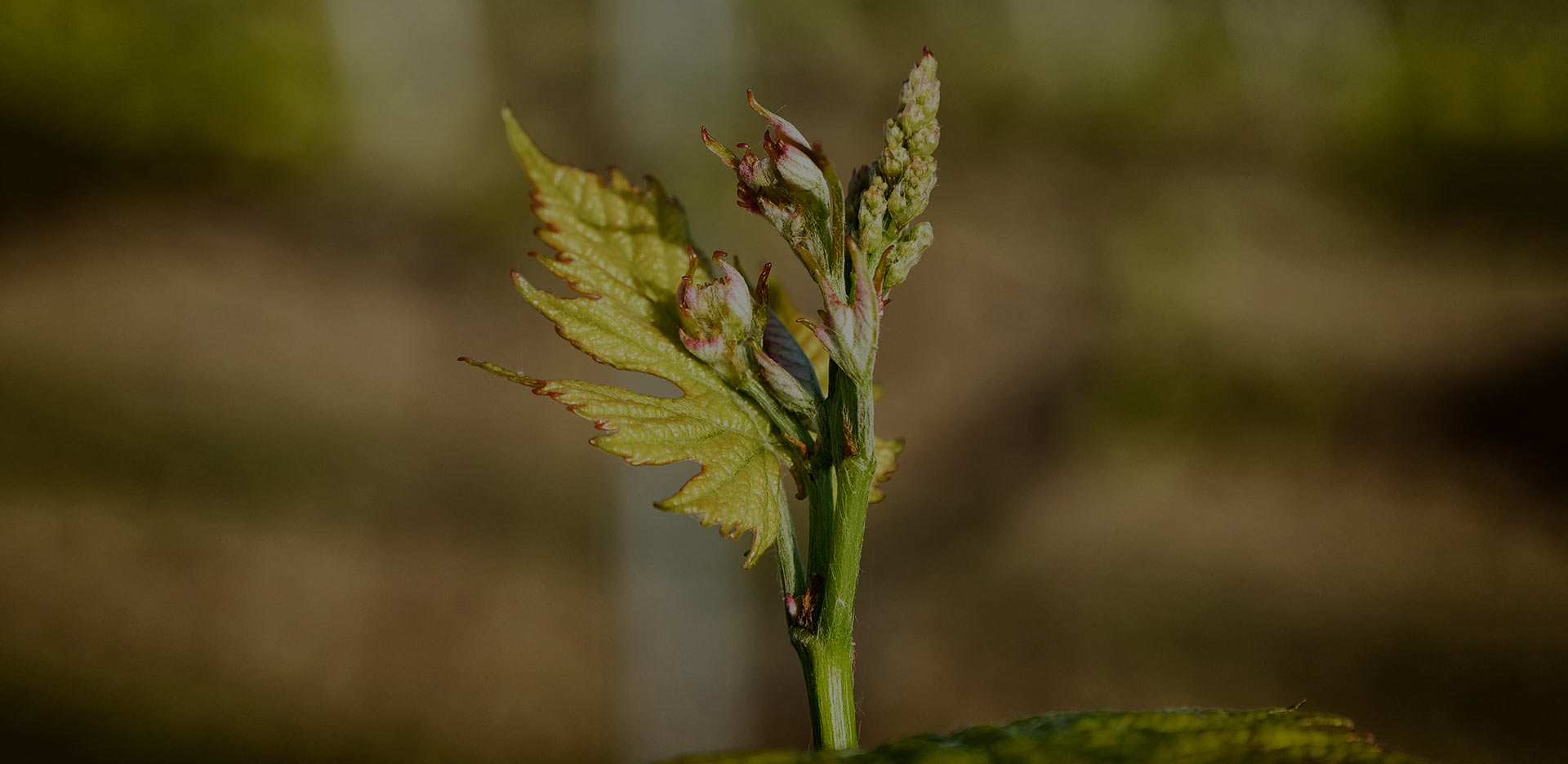wijnrank van Velenosi in de Marken