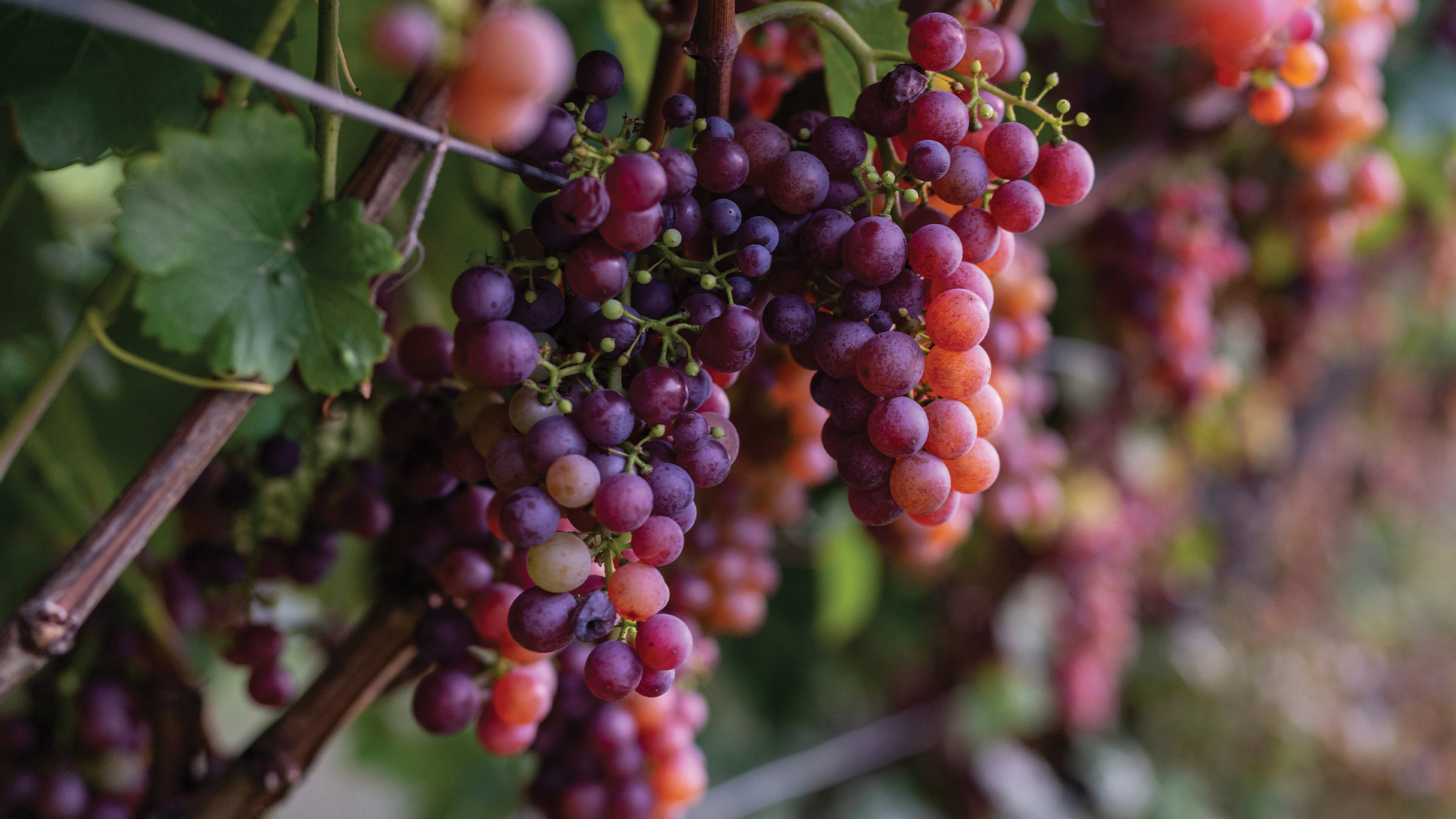 nog niet echt rijpe raboso druiven