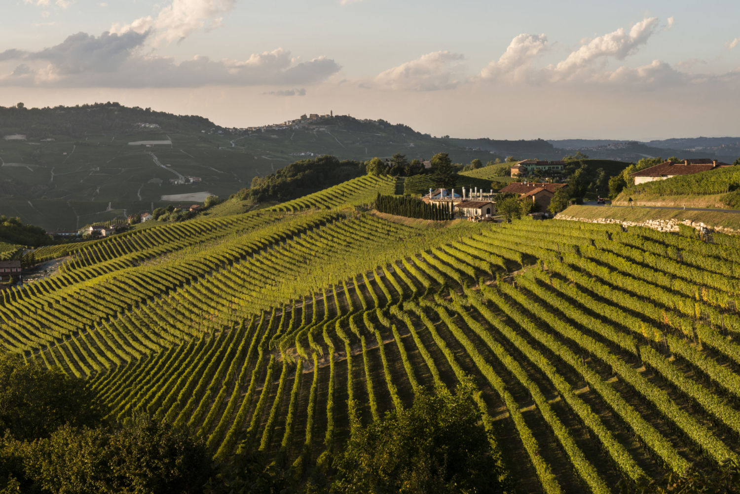 Ochtendmist in de heuvels van Langhe wijngaard