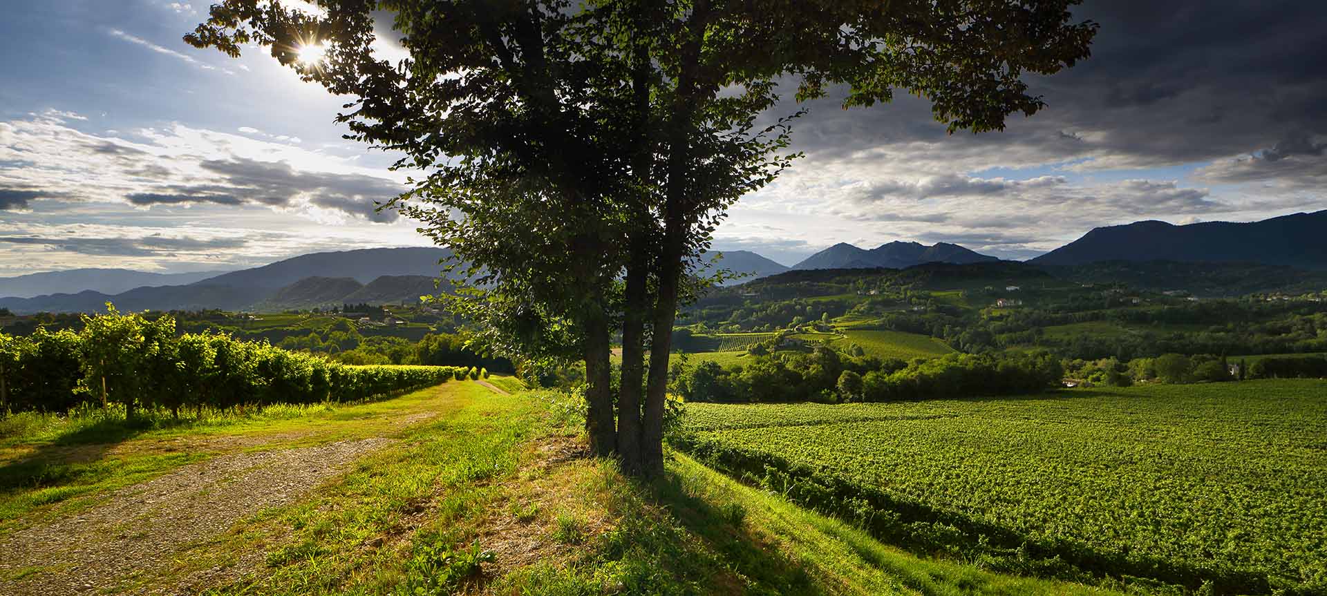 Unesco erfgoed op de wijngaarden van Bepin de Eto