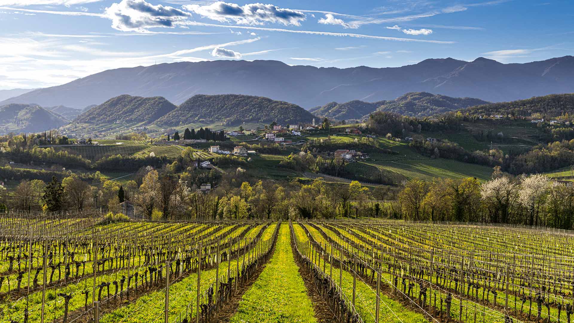 Wijngaard op heuvels van Conegliano Valdobbiadene bij zonsondergang