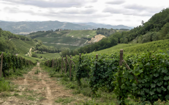 wijngaard in Veneto met rijpende Negrara druiven