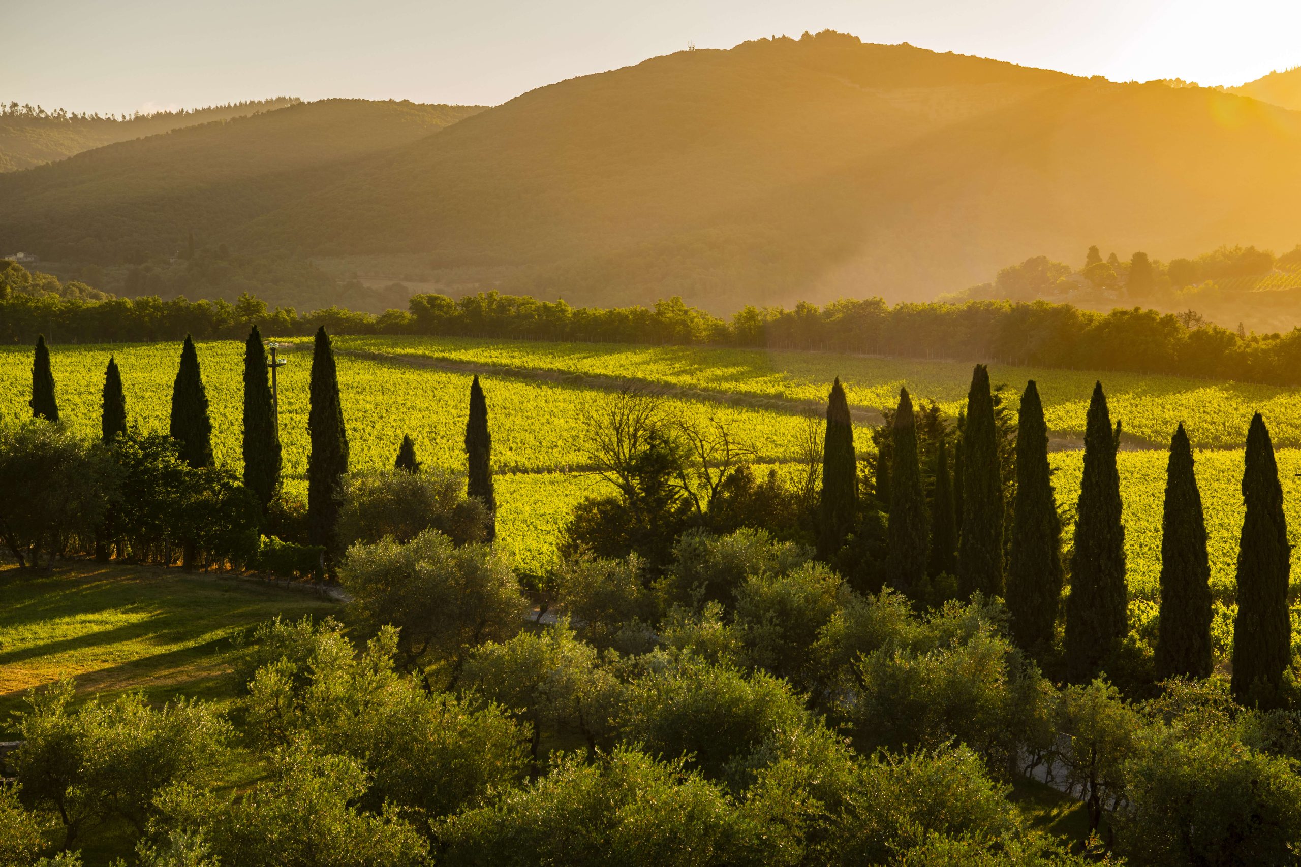 Zonsopgang boven Pugnitello wijngaard in de Maremma