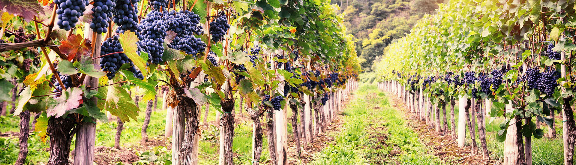 Wijngaarden bij Gioia del Colle onder de Apulische zon