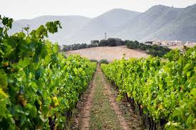 Carignano druif aan wijnrank op Sardinië bij zonsondergang