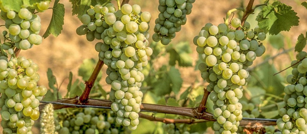 Coda di Volpe druiventros aan rank met vossenstaartvorm