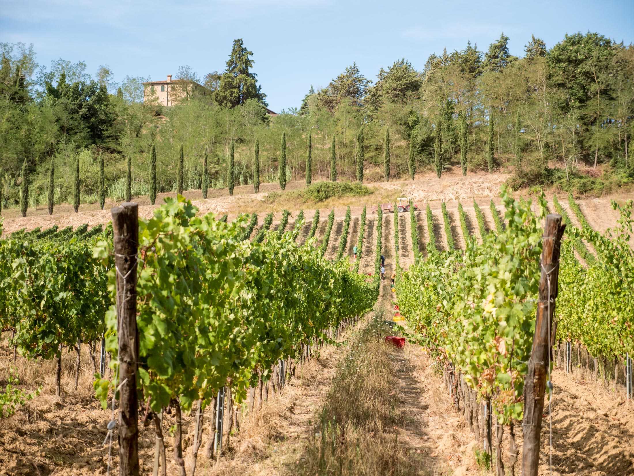 wijngaard vol met Colombana druiven