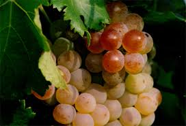 Bijna rijpe Cortese druiven in Gavi regio