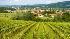 Cortese wijngaard in de heuvels van Gavi