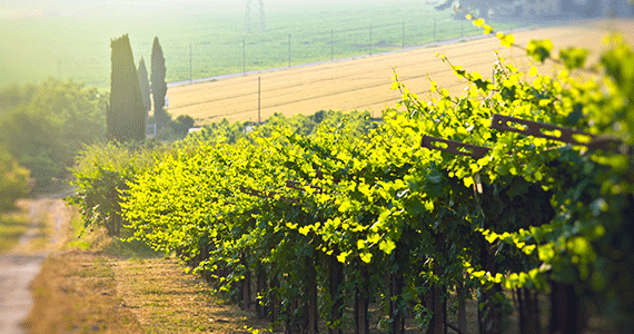 Wijngaard met Molinara stokken in Valpolicella Classico