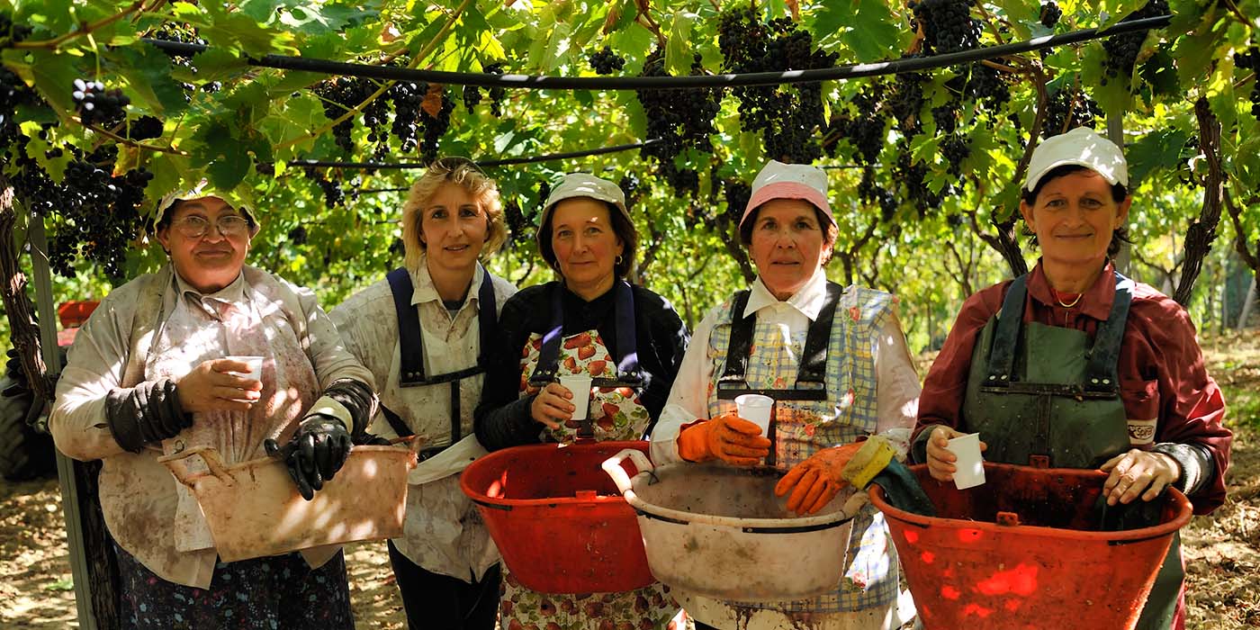 Pluk van de druiven voor Terra d' Aligi wijnen uit Abruzzo