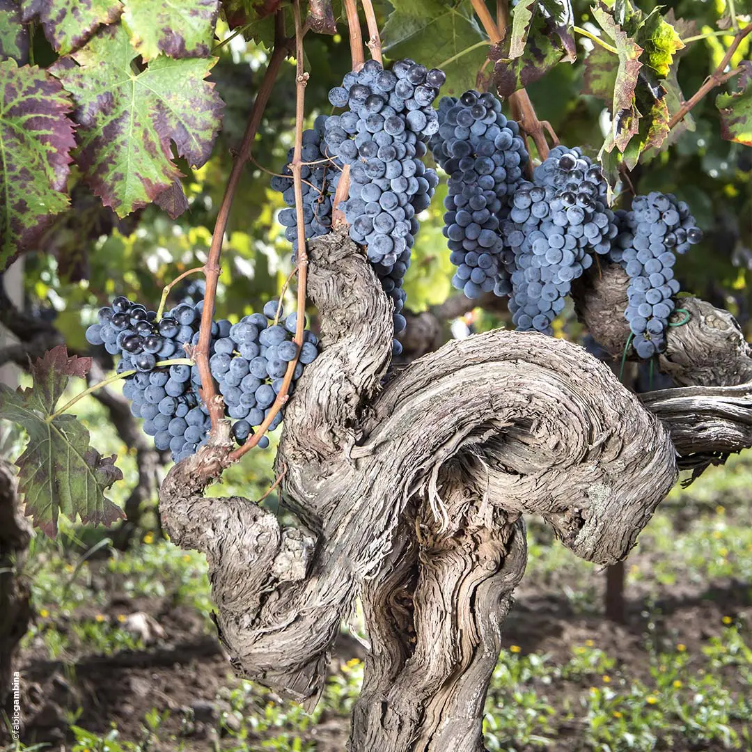 Alberello druiven op de Etna bij Donnafugata wijnproducent