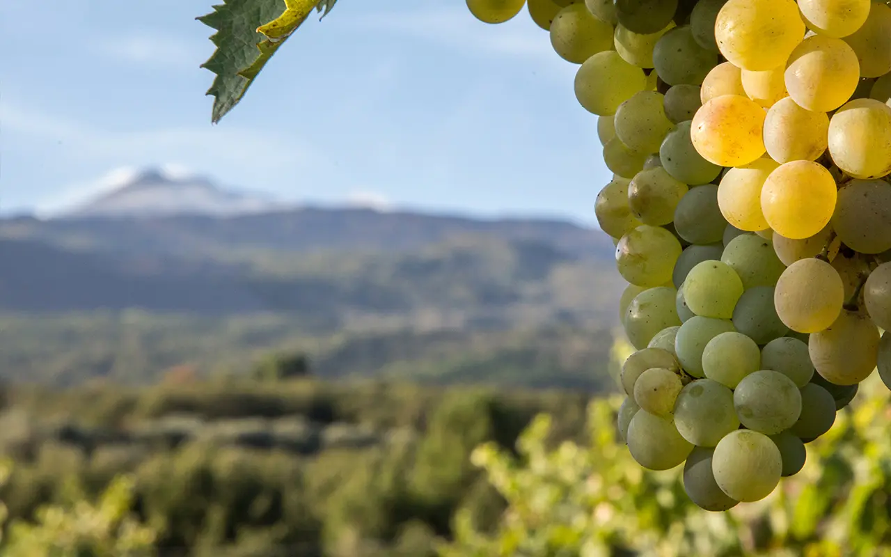 wijngaarden aan de voet van de Etna met druiven voor Marsala
