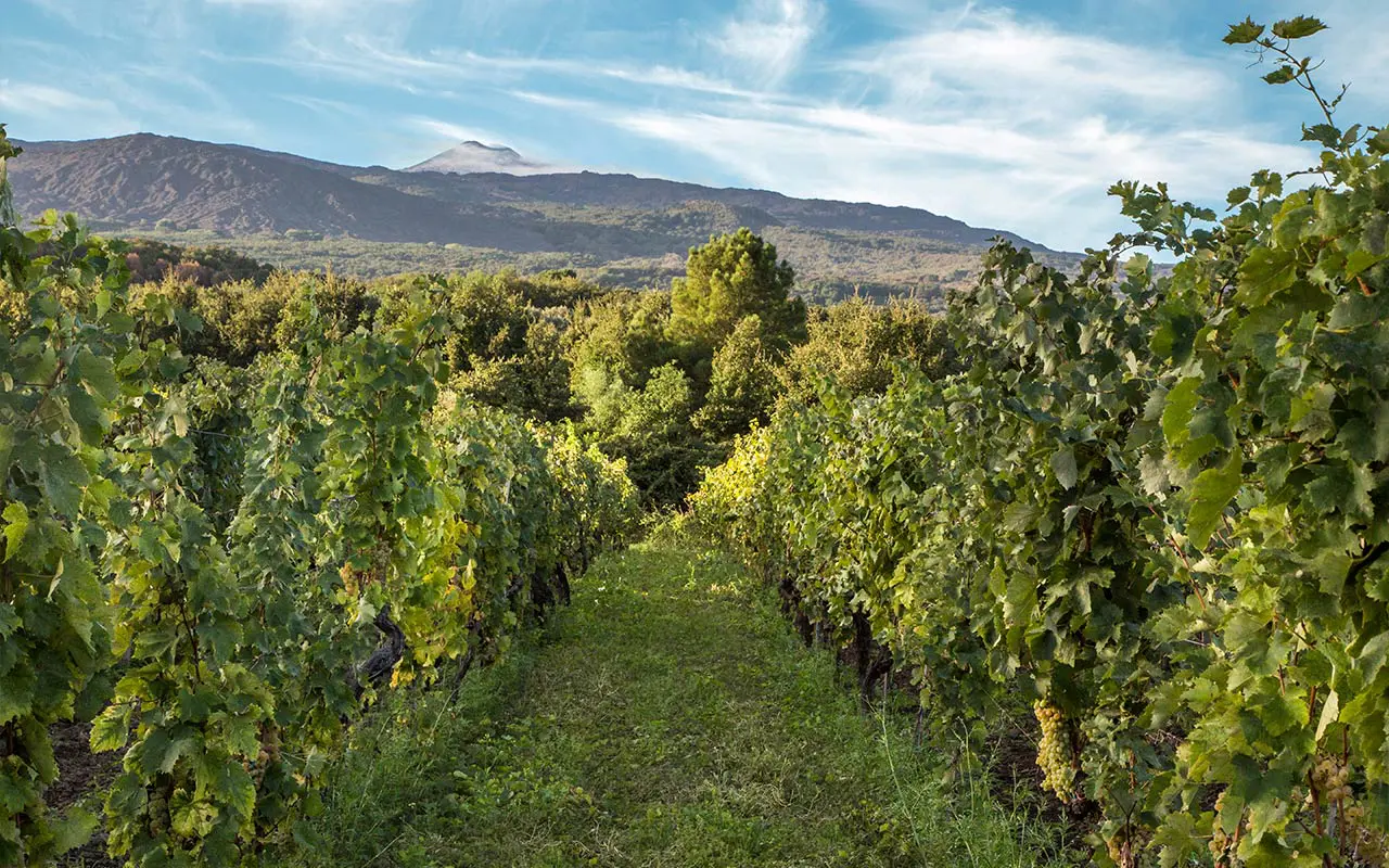 Etna-wijngaarden van Donnafugata met zicht op vulkaan