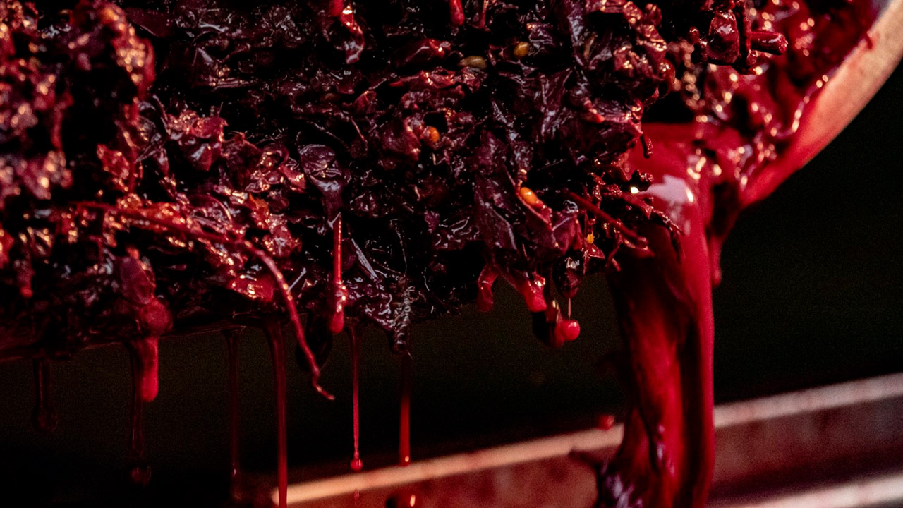 Most van blauwe druiven voor een van de wijnen van Ferrasis Agricola