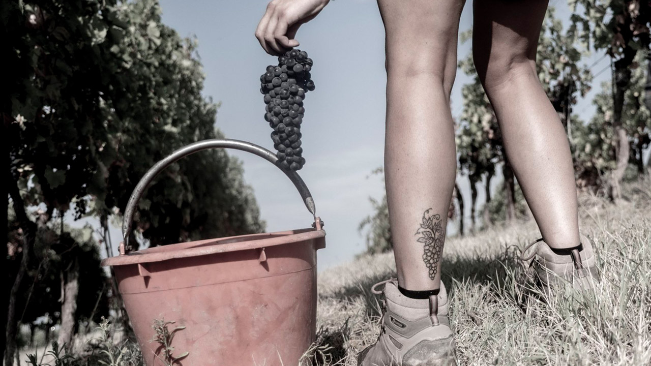 Pluk van rijpe druiven van Ferraris op kalkrijke heuvels in Piemonte