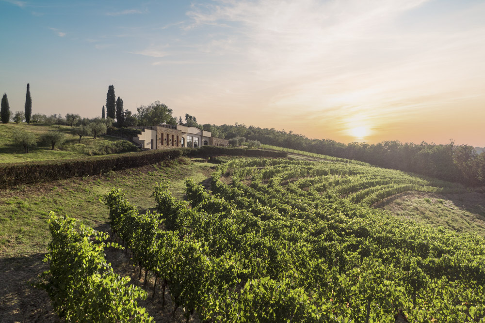 Druivenstokken Sangiovese op kalkhoudende bodem bij Fibbiano