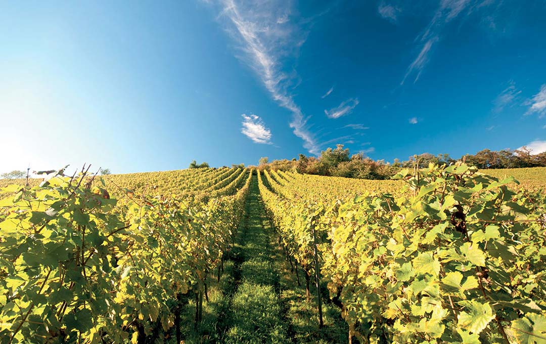 Wijnranken van Cantine Frentana op de hellingen van Rocca San Giovanni