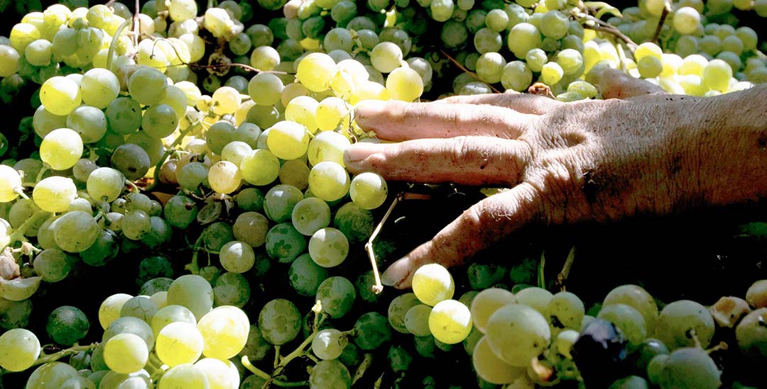Pecorino druiven voor de wijnen van Cantine Frentana