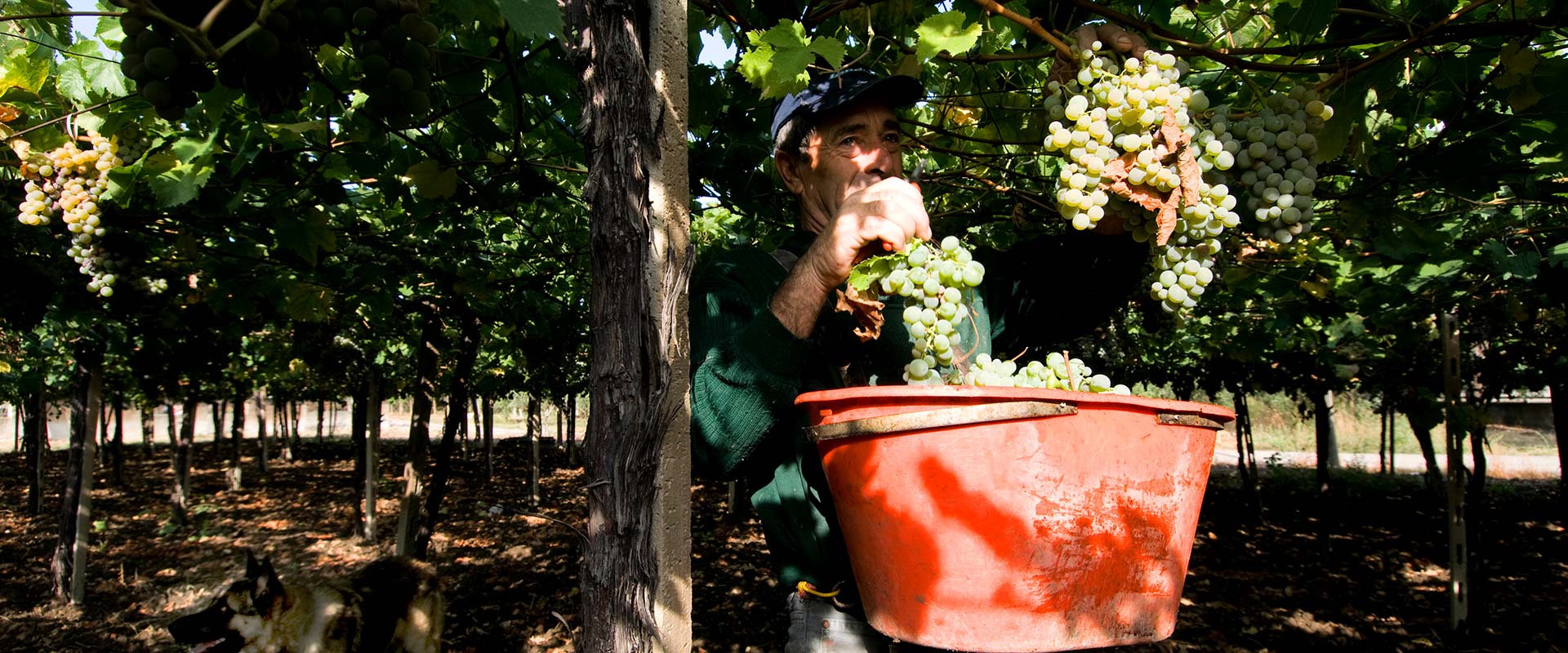 Wijnboer aan het werk in de kalkrijke wijngaarden van Frentana