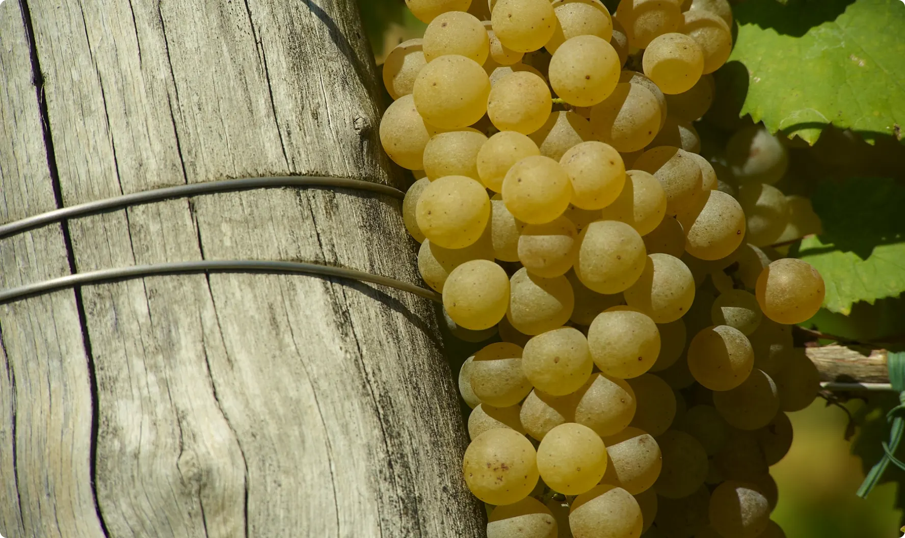 Druiventros Friulano tegen een wijngaardpaaltje