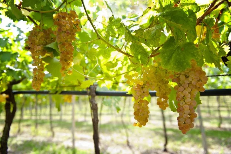 Garganega druiven aan de rank in de Soave Classico-zone