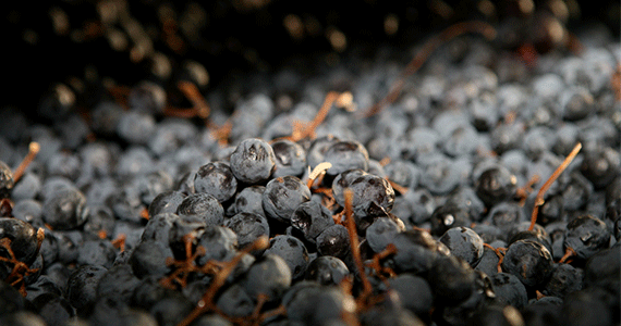 Trossen Molinara druiven met karakteristiek wit laagje