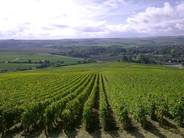 Wijngaard met Cortese-stokken bij zonsopkomst in Piemonte