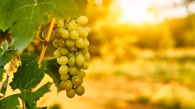 Inzolia druiven in de zon op een Siciliaanse wijnrank