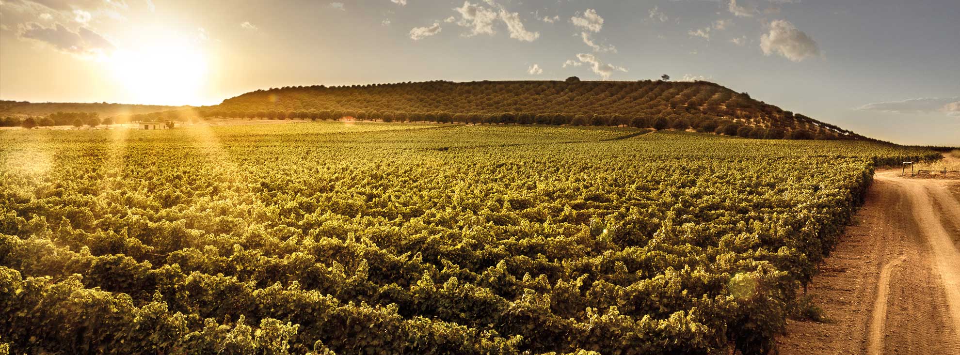 Cannonau druiven aan rank in Sardinisch landschap