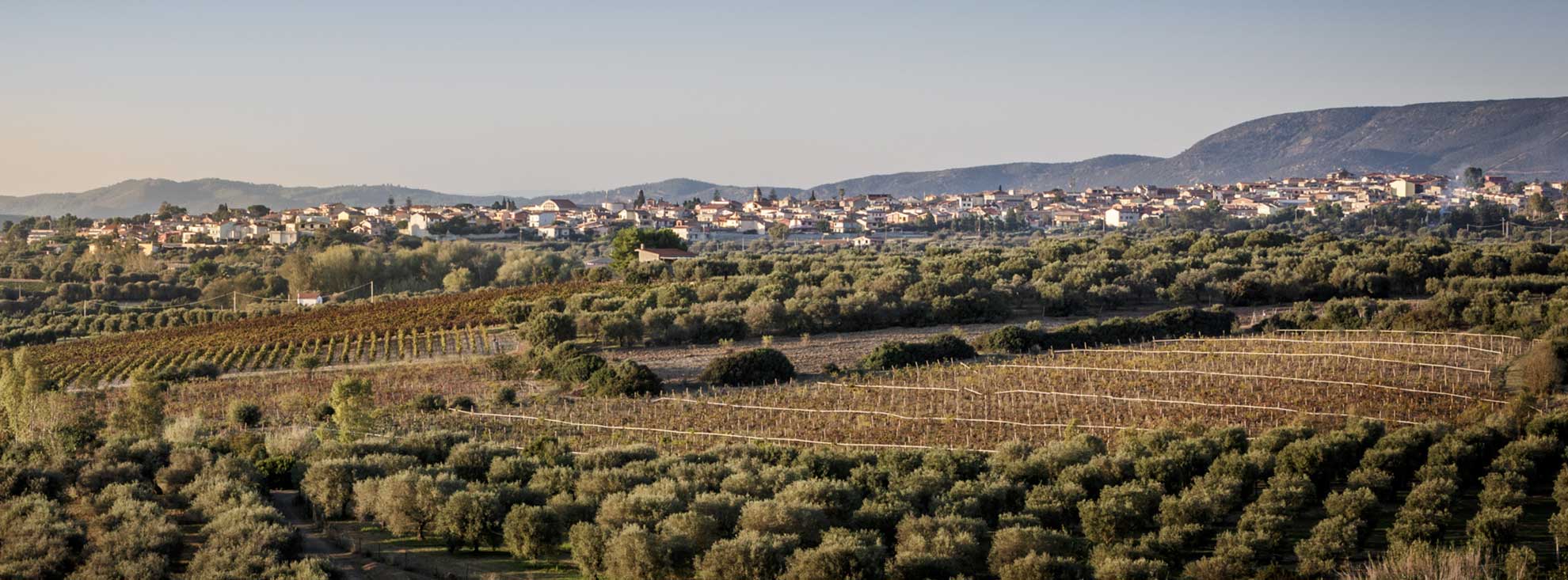 Wijngaarden van Dolia in de heuvels bij Dolianova