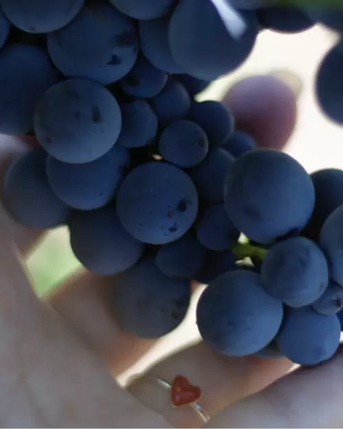 Rijpe Nero d’Avola-druiven aan de stok op Sicilië, klaar voor de oogst